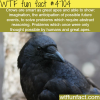 how smart are crows wtf fun facts