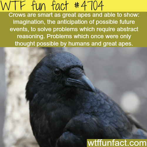 How smart are crows - WTF fun facts