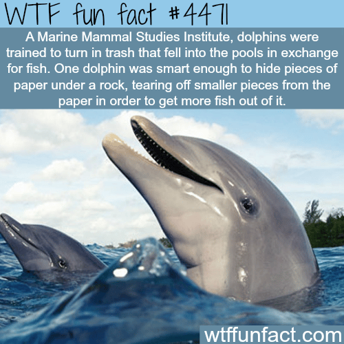 How smart are dolphins? -   WTF fun facts