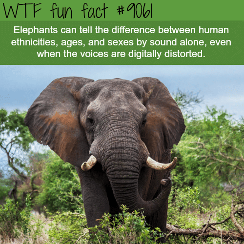 How Smart are Elephants - WTF fun facts