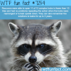 how smart are raccoons wtf fun fact