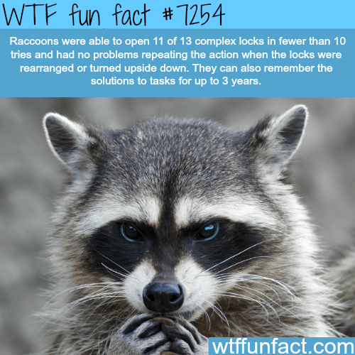 How smart are raccoons - WTF fun fact 