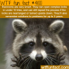 how smart are raccoons wtf fun facts