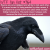 how smart are ravens