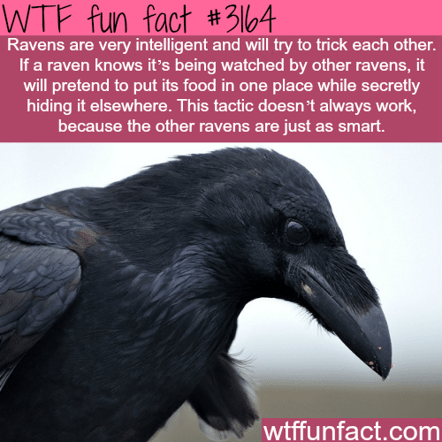 How smart are ravens? -  WTF fun facts