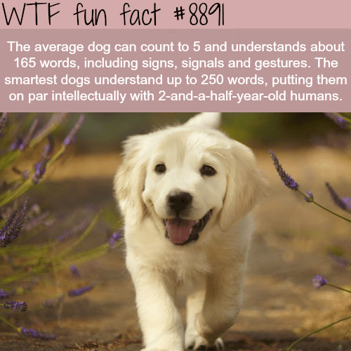 How smart is the average dog - WTF fun facts