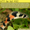 how some non venomous snakes protect their eggs