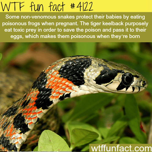 How some non-venomous snakes protect their eggs -  WTF fun facts