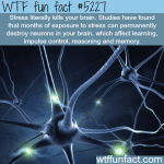 how stress can kill your brain wtf fun facts