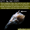 how the angler fish mate