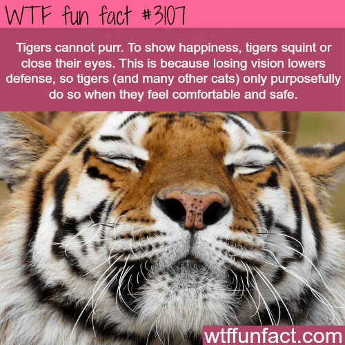How tigers show happiness -  WTF fun facts