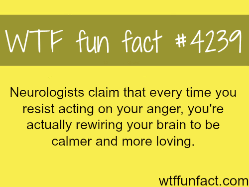 How to be calmer and more loving -  WTF fun facts