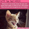 how to know if a cat likes you wtf fun facts