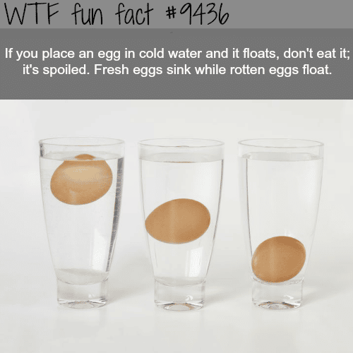 How to know if an egg is spoiled - WTF fun fact