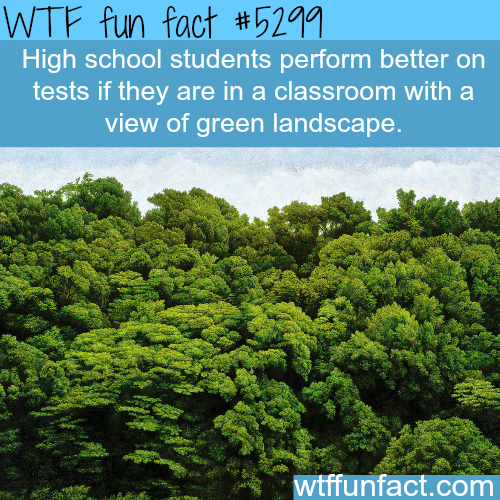 How to make school student’s to perform better - WTF fun facts