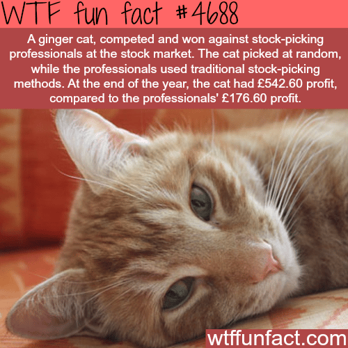 How to pick stocks - WTF fun facts