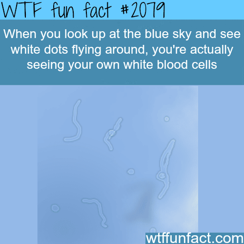 How to see white blood cells… - WTF fun facts