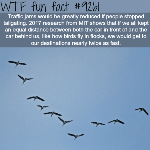 How to solve traffic jams - WTF fun fact