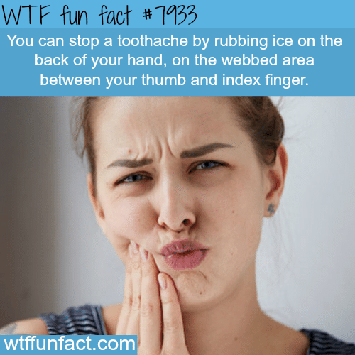 How to stop toothache - WTF fun facts