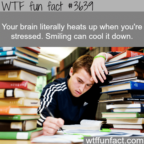 How to stress affects your brain -  WTF fun facts