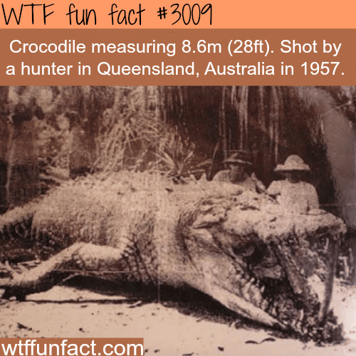 Huge 8 meter Crocodile shot in Australia -  WTF fun facts