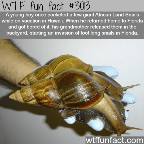 Huge invasive snails in Florida -  WTF fun facts