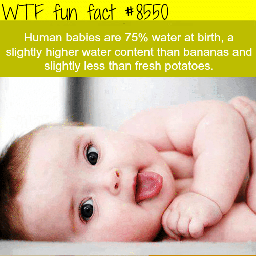 Human babies have slightly less water content than fresh potatoes - WTF fun facts