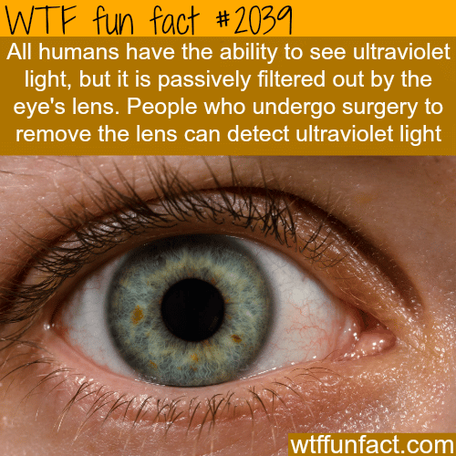 Human eyes facts - WTF fun facts