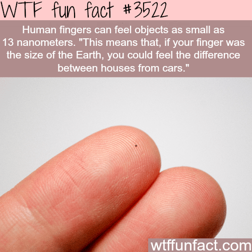 Human fingers sensitivity - WTF fun facts
