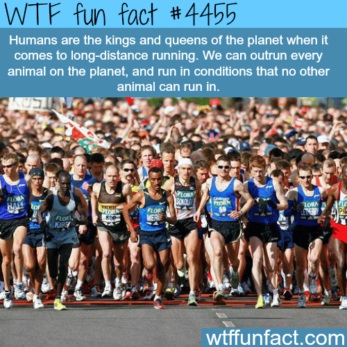 Humans can out run all animals -   WTF fun facts
