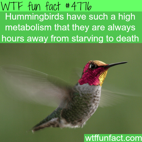 Hummingbirds - WTF fun facts