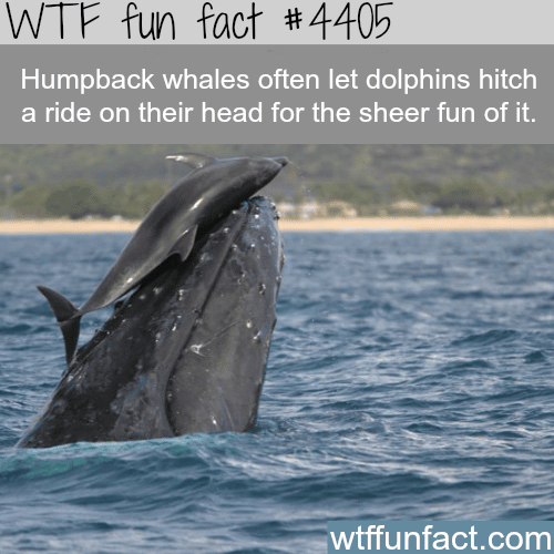 Humpback whales and dolphins -   WTF fun facts