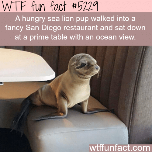 Hungry sea lion walks into a fancy restaurant - WTF fun facts
