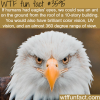 if humans had eagles eyes