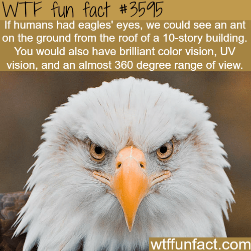 If Humans had eagles’ eyes -  WTF fun facts