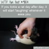 if you tickle a rat day after day it will start