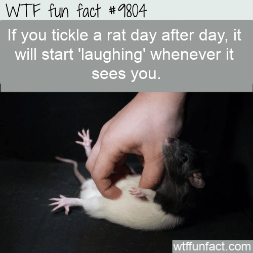 If you tickle a rat day after day
