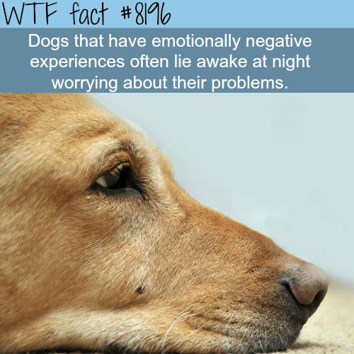 If your dog won’t sleep at night - WTF fun fact