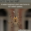imagine 100 million spider in one place wtf