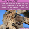 in the hot summers koalas hug tree trunks to keep