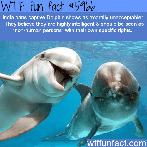 India and dolphins - WTF fun facts