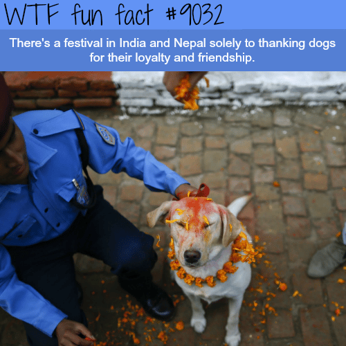 Indian festival for dog appreciation - WTF fun facts