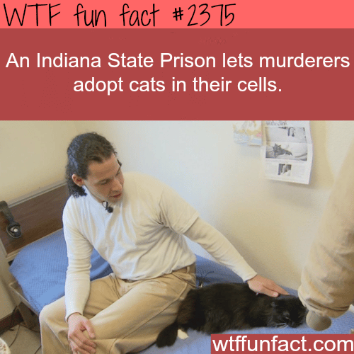 Indian state prison let prisoners adopt a cat - WTF fun facts