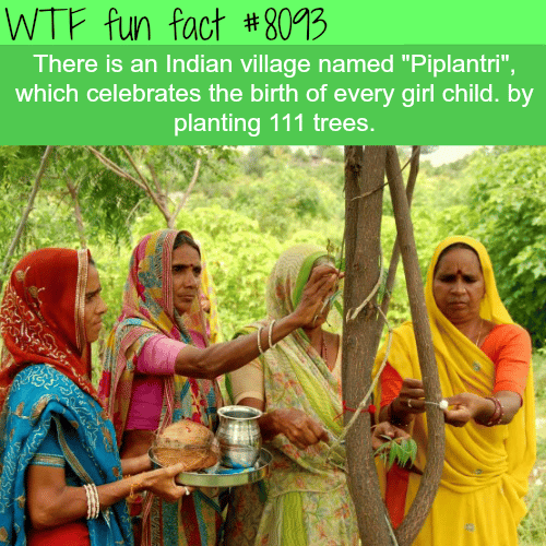 Indian village celebrates the birth of girls by planting trees - WTF facts