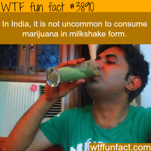 India’s marijuana milkshake - WTF fun facts