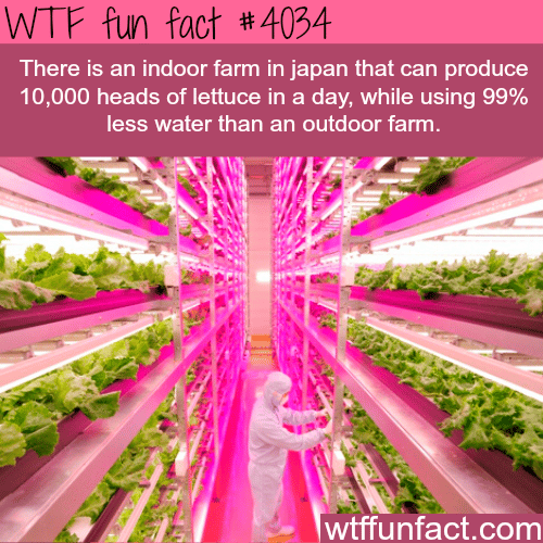 Indoor farm in Japan that produce food using 99% less water - WTF fun facts