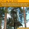 invisible tree house wtf fun facts