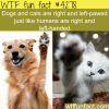 is your pet left or right pawed wtf fun facts