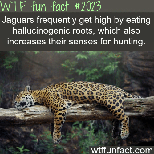 Jaguars frequently get high - WTF fun facts