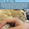 jamie the cat wtf fun facts